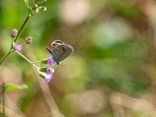 Hanno Blue (Hemiargus hanno) butterfly photo