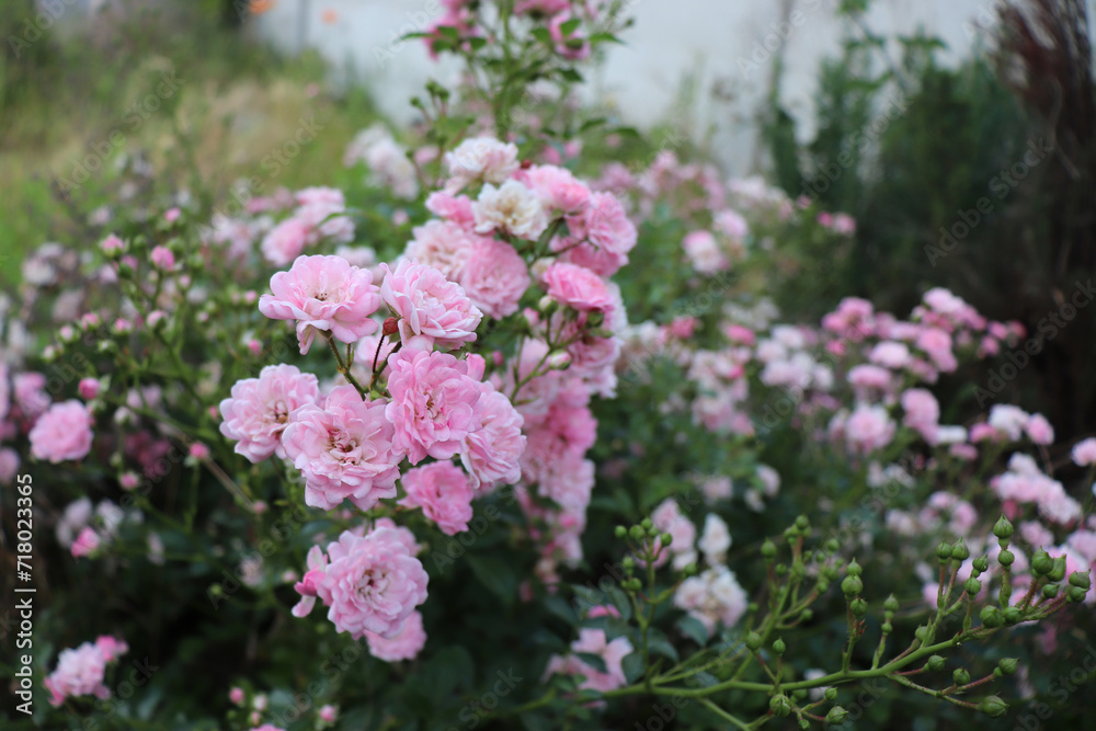 Shrub pink roses. Blurred of sweet roses in pastel colour style on soft blur bokeh texture for background. Gardening concept, self-made, hobby, eco.