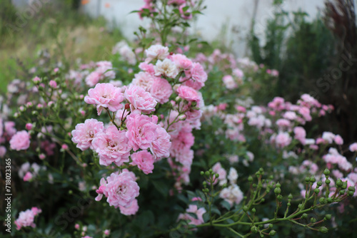 Shrub pink roses. Blurred of sweet roses in pastel colour style on soft blur bokeh texture for background. Gardening concept, self-made, hobby, eco.
