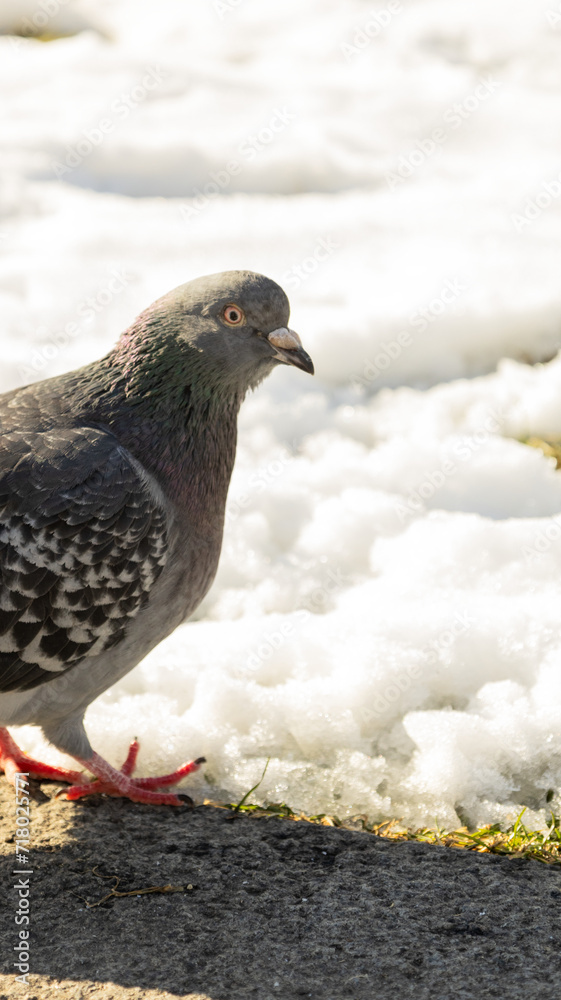 Obraz premium Dove on the snow