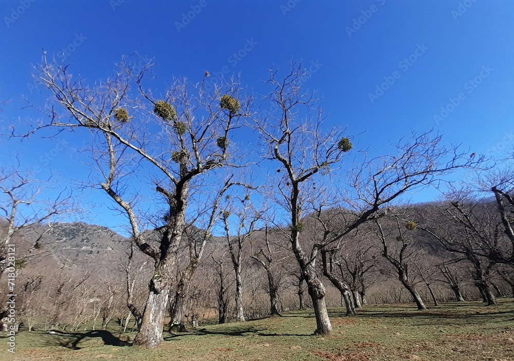PAESAGGIO MONTANO INVERNALE IN GIFFONI VALLE PIANA,SUD ITALIA,22 GENNAIO 2024. PAESAGGIO MONTANO INVERNALE IN GIFFONI VALLE PIANA,SUD ITALIA,22 GENNAIO 2024.