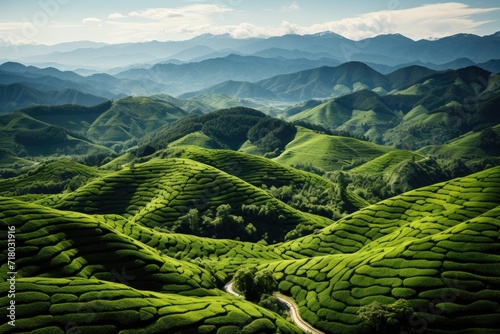 Spring tea plantations, Areal view with copy space photo