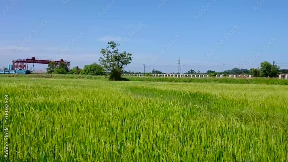 Train Journey Through Rice Fields