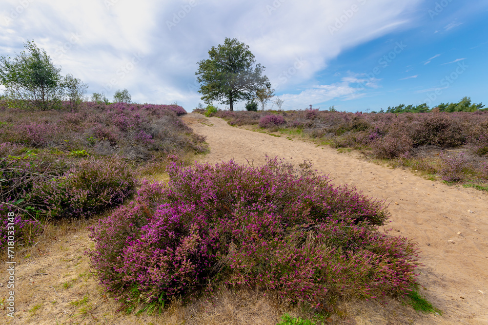 The flowering calluna vulgaris on hillside, Heath, ling or simply heather, The sole species in the genus Calluna in the family of Ericaceae, Lemelerberg or Archemerberg, Ommen, Overijssel, Netherlands The flowering calluna vulgaris on hillside, Heath, ling or simply heather, The sole species in the genus Calluna in the family of Ericaceae, Lemelerberg or Archemerberg, Ommen, Overijssel, Netherlands