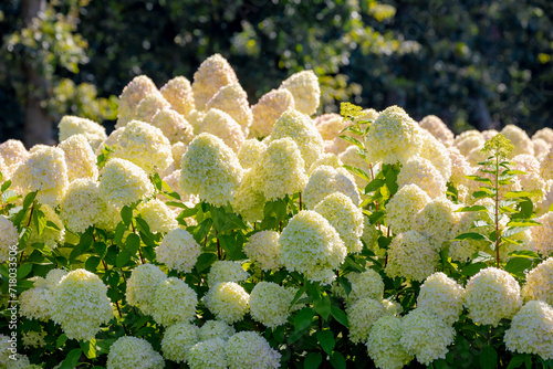Tableau sur toile Selective focus bushes of Hydrangea paniculata flower in the garden, White pink hortensia, Panicled hydrangea is a species of flowering plant in the family Hydrangeaceae, Natural floral background