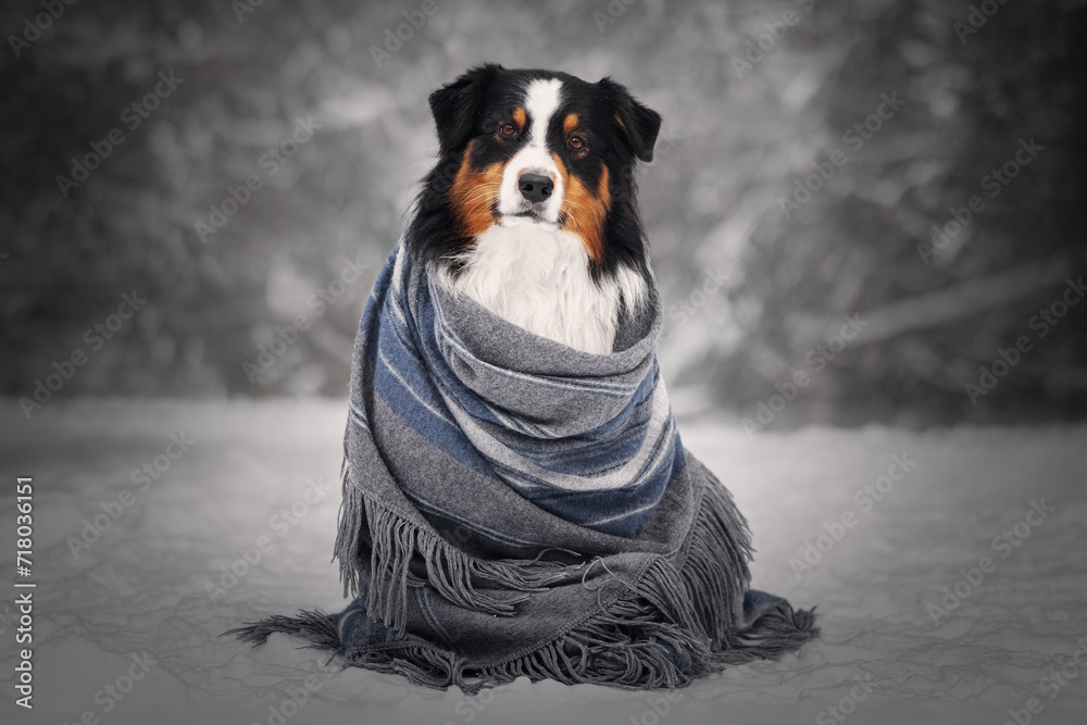 Aussie dog wrapped in blanket