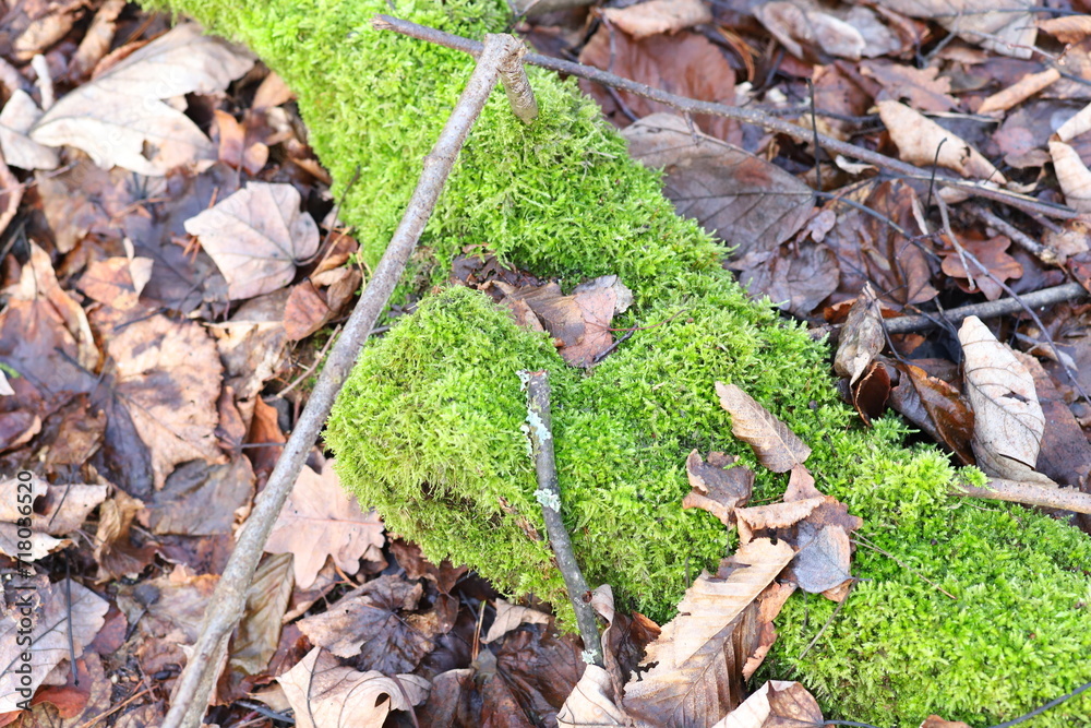 leaf in the forest leaf in the forest