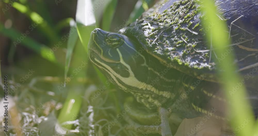 Painted turtle sitting in grass, eyes and skin Painted turtle sitting in grass, eyes and skin
