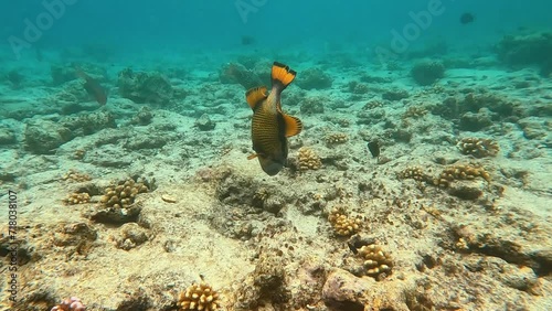 Giant Titan Triggerfish in slo-mo whilst snorkelling in crystal clear waters of the Maldives at Malahini Kuda Bandos. photo