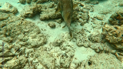 Following a tropical Pufferfish up-close whilst snorkeling in crystal clear waters of Maldives, Malahini Kuda Bandos photo