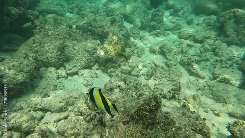 Colourful tropical Moorish Idol fish up-close whilst snorkeling in crystal clear waters of the Maldives, Malahini Kuda Bandos photo