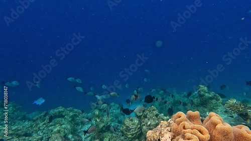 The mezmerising colourful underwater world of the Maldives - School of Black and White Snapper whilst snorkeling at Malahini Kuda Bandos photo
