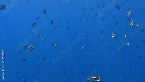 Schooling Bannerfish and Redtoothed Triggerfish whilst snorkelling in crystal clear waters of the Maldives at Malahini Kuda Bandos. photo