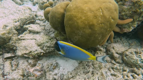 Very large and colourful tropical Blue Surgeonfish up-close whilst snorkeling in crystal clear waters of the Maldives, Malahini Kuda Bandos photo