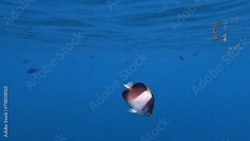 Up close with a beautiful tropical Blackpyramid Butterflyfish whilst snorkelling in crystal clear waters of the Maldives at Malahini Kuda Bandos. photo