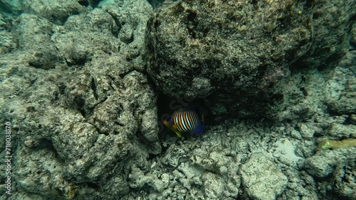 Regal Angelfish, Spotted Unicornfish, Parrotfish, Blackpyramid Butterflyfish, Indo-Pacific sergeant - snorkelling in Maldives, Malahini Kuda Bandos. photo