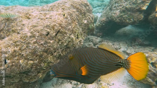 Cheeky little Orangestriped Triggerfish chasing my finger up-close whilst snorkeling in crystal clear waters of the Maldives, Malahini Kuda Bandos photo