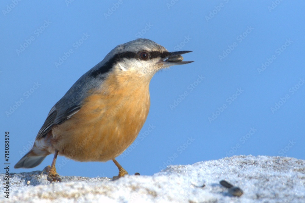 Obraz premium Sitta europaea aka Eurasian nuthatch with the seed in his beak. Clear blue blurred background. Negative copy space. Winter.