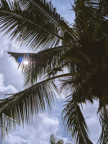 coconut tree © Niel
