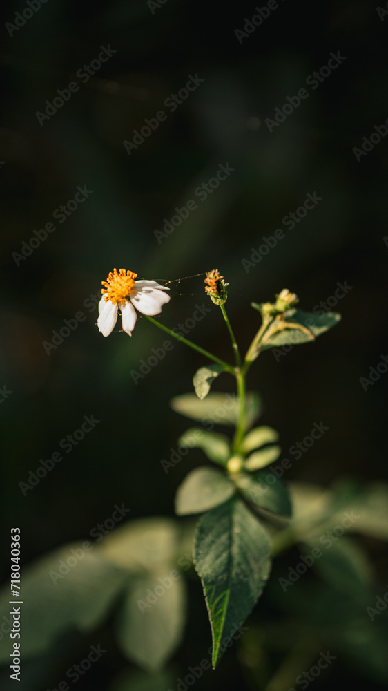 Close-up of a pristine white flower blooming amidst lush green foliage Close-up of a pristine white flower blooming amidst lush green foliage