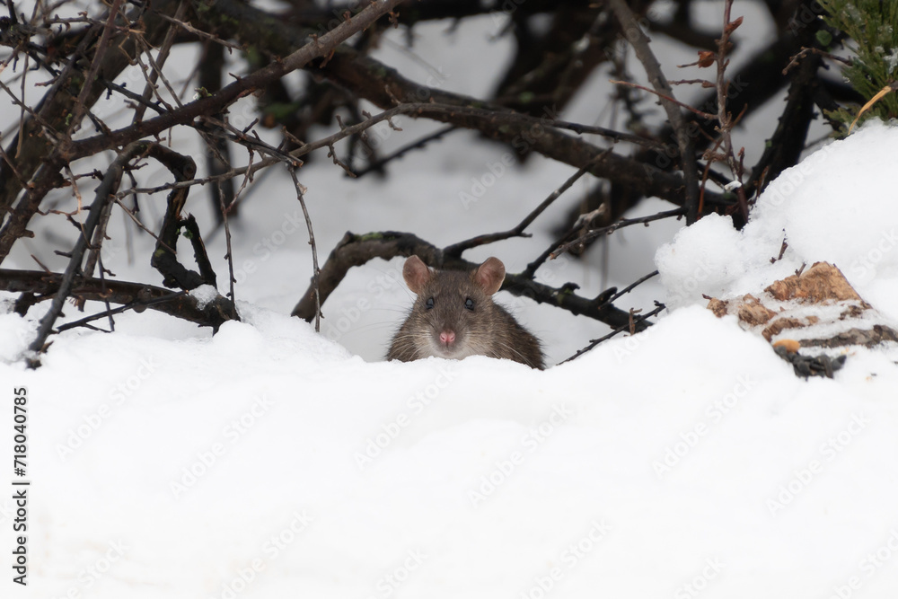 Rat in the snow. Animals in the wild.