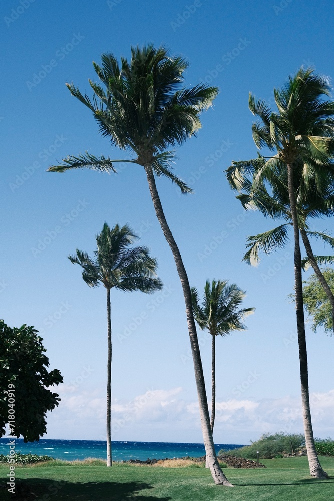 Palm trees line a coastal lawn, Hawaii