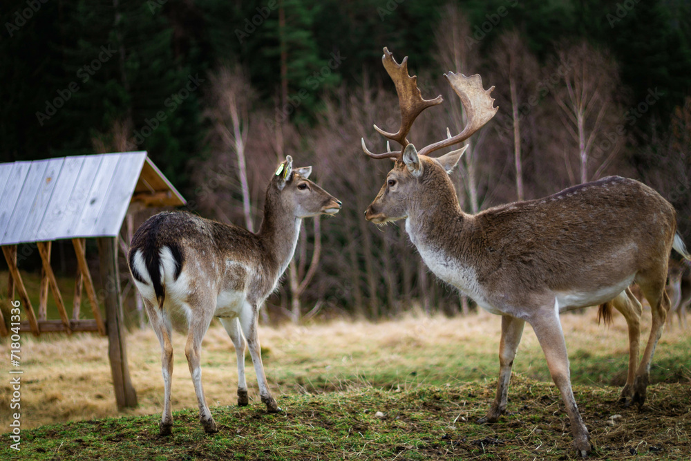 Deer and a doe looking at each other in a picturesque field, surrounded by lush greenery Deer and a doe looking at each other in a picturesque field, surrounded by lush greenery