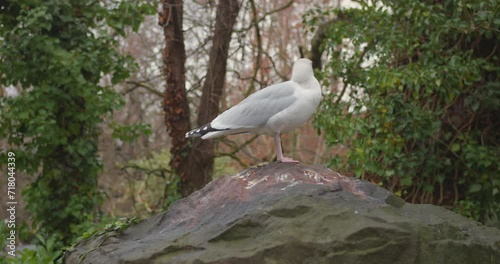 Seagull bird resting perched on rock in damp forest in Ireland.
dec 5 2023 photo