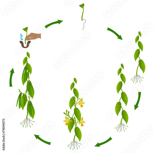 A growth cycle of vanilla planifolia plant on a white background.