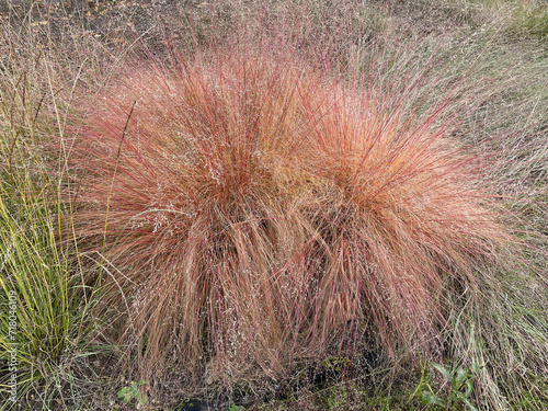 Grass, Sporobolus heterolepis photo