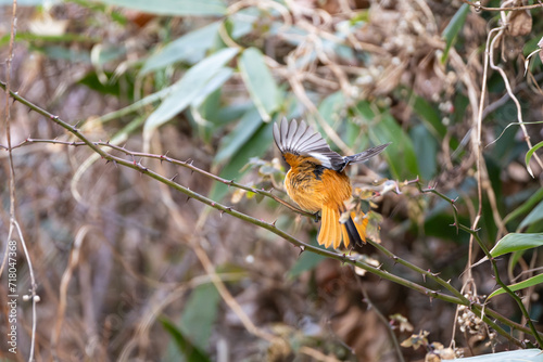 Dorian Redstart sits backwards on a branch of a thorn tree, then spreads his wings.