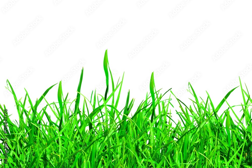 Fototapeta premium Spring green grass isolated on white background