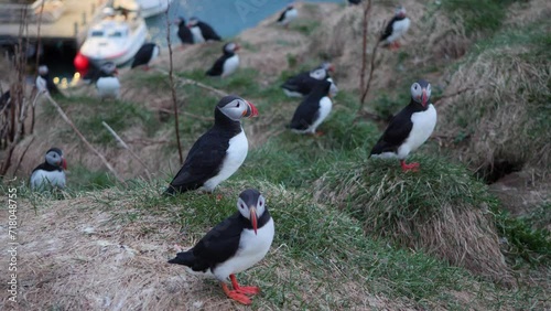 Atlantic Puffins in Hafnarhólmi Harbor, Borgafjordur Eystri in East Iceland  photo