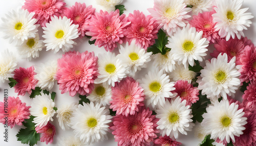 white and pink chrysanthemum flowers with leaves isolated on white background.