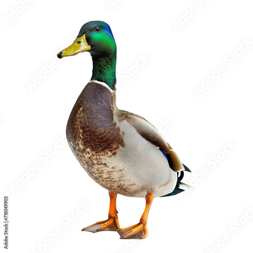 Mallard duck standing