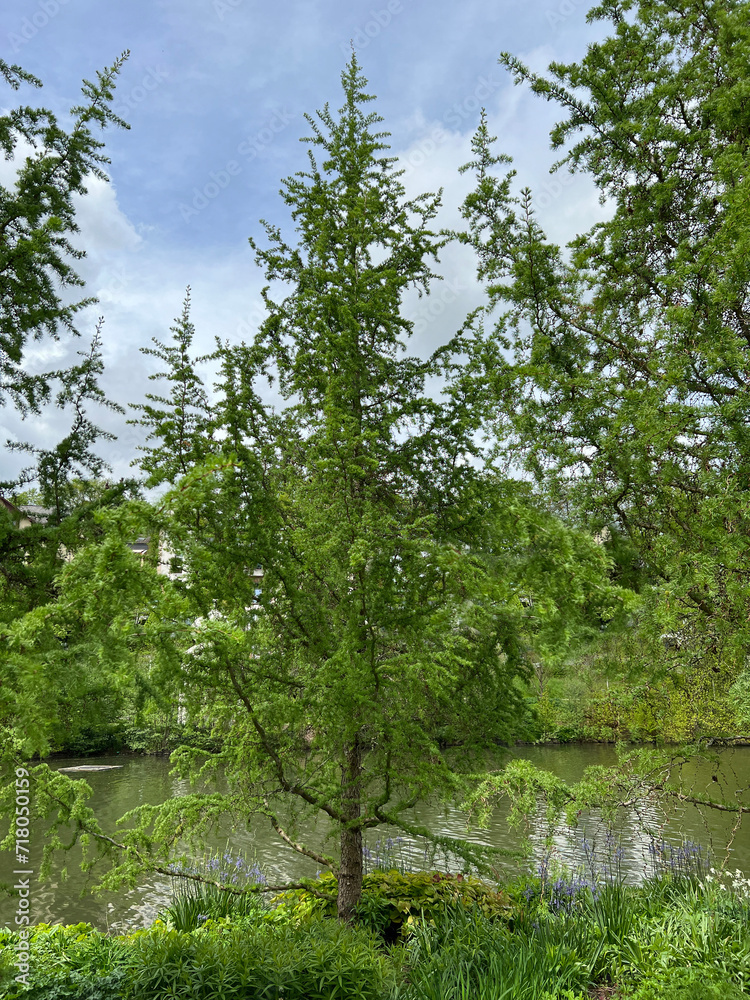 Korkenzieher-Laerche, Larix kaempferi, Diana Korkenzieher-Laerche, Larix kaempferi, Diana