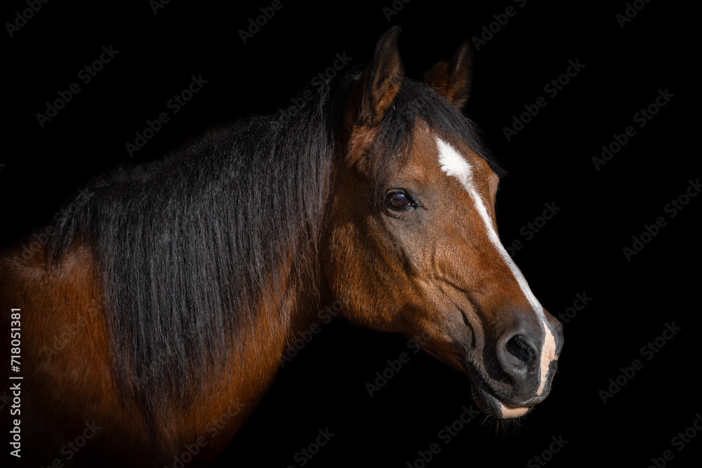 Obraz premium portrait of a bay Arab horse on a black background.