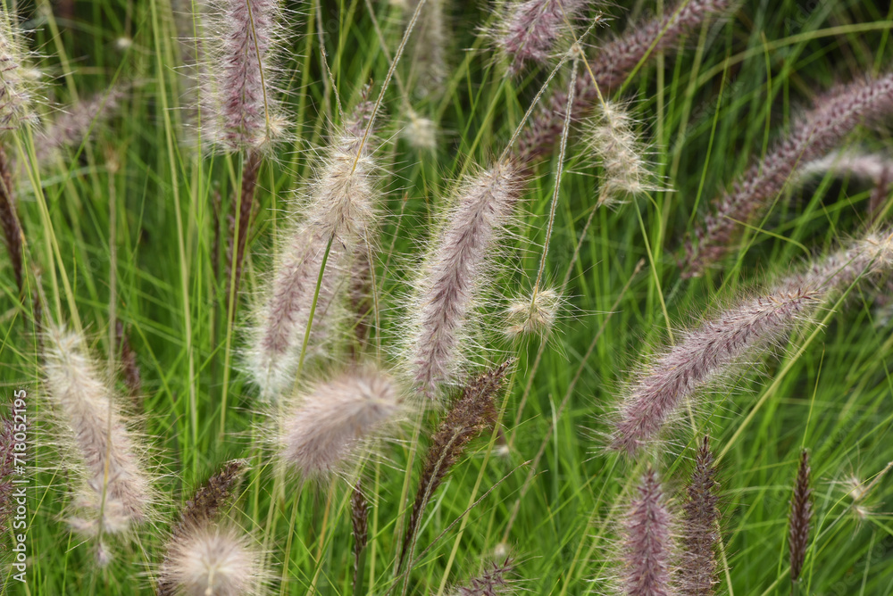 Obraz premium Pennisetum, Afrikanisches