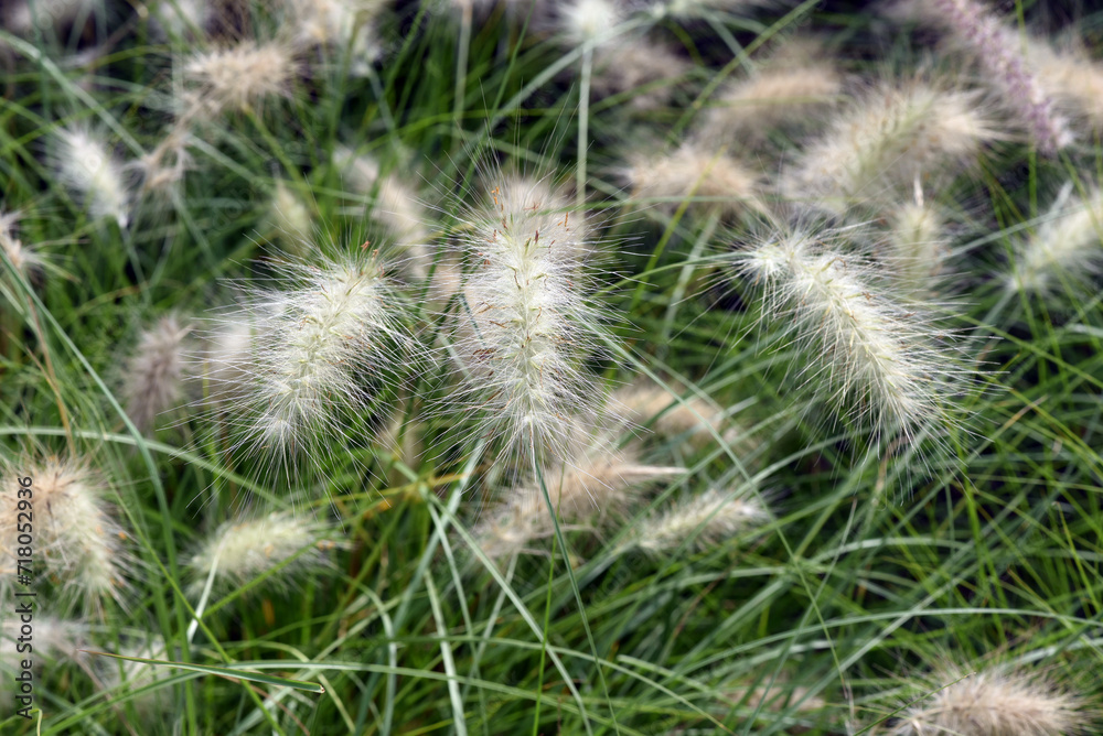 Pennisetum, white, cenchrus longisetus Pennisetum, white, cenchrus longisetus