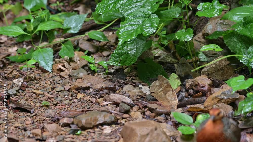 Seen foraging in the forest as its moves to the right and towards the front, Ferruginous Partridge Caloperdix oculeus, Thailand Seen foraging in the forest as its moves to the right and towards the front, Ferruginous Partridge Caloperdix oculeus, Thailand
