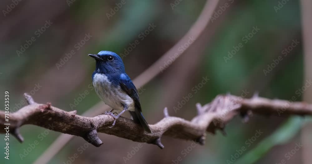 Perched on a vine seen from its side facing to the left as the camera slides to the left while zooming out, Hainan Blue Flycatcher Cyornis hainanus Thailand Perched on a vine seen from its side facing to the left as the camera slides to the left while zooming out, Hainan Blue Flycatcher Cyornis hainanus Thailand