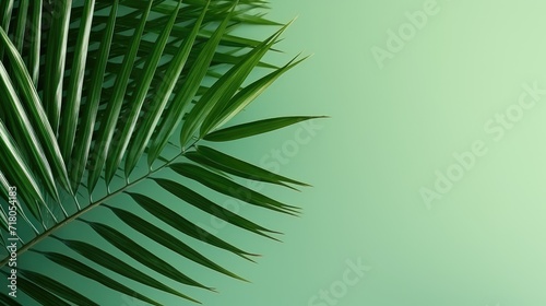 Minimal background with a tropical palm leaves on a green background