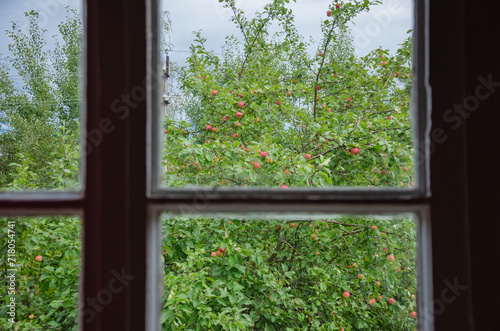 View from the window to the garden of an apple tree with red apples