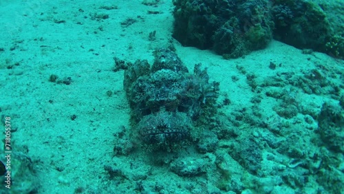 Wallpaper Mural coral reef with scorpion fish Torontodigital.ca