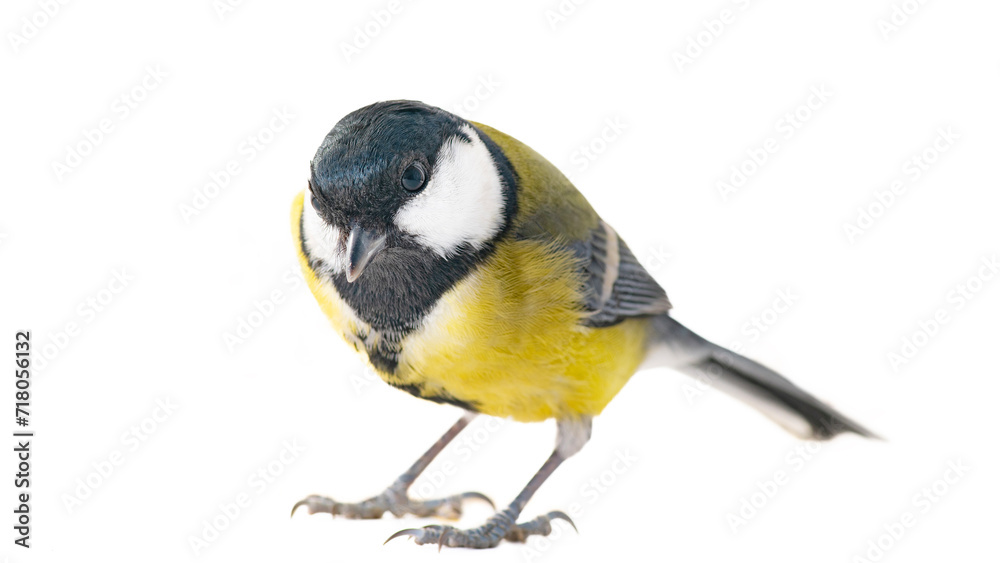 Oxeye (Pants major) was filmed in different poses and angles. Citizen, winter affairs. Feed the birds!. Isolated on white Oxeye (Pants major) was filmed in different poses and angles. Citizen, winter affairs. Feed the birds!. Isolated on white