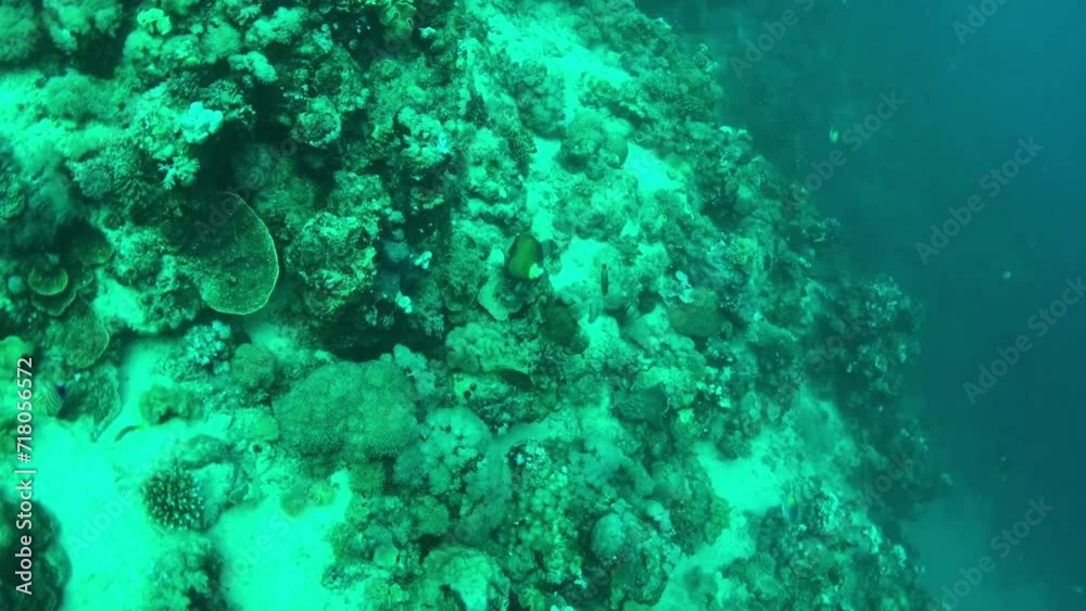 coral reef in the red sea coral reef in the red sea