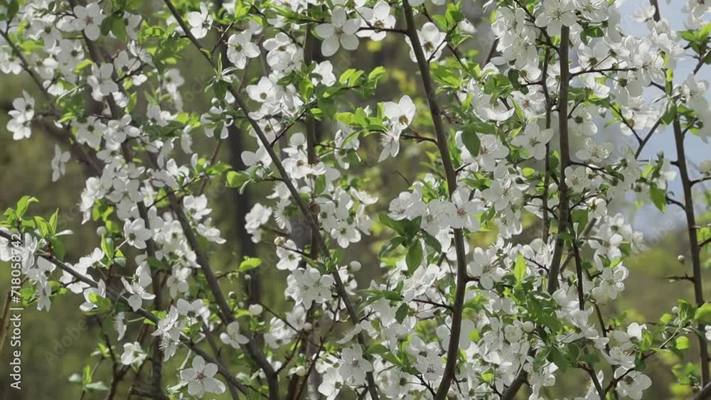 Branches with blooming flowers. Spring cherry blossoms. Lush branches of white small flowers of plums and cherries. . Up close Branches with blooming flowers. Spring cherry blossoms. Lush branches of white small flowers of plums and cherries. . Up close