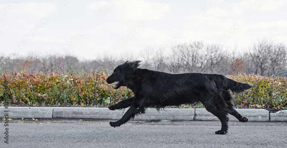 Portrait of black flat-coated retriever walking and playing in the autumn park, purebred dog against the backdrop of urban nature Portrait of black flat-coated retriever walking and playing in the autumn park, purebred dog against the backdrop of urban nature