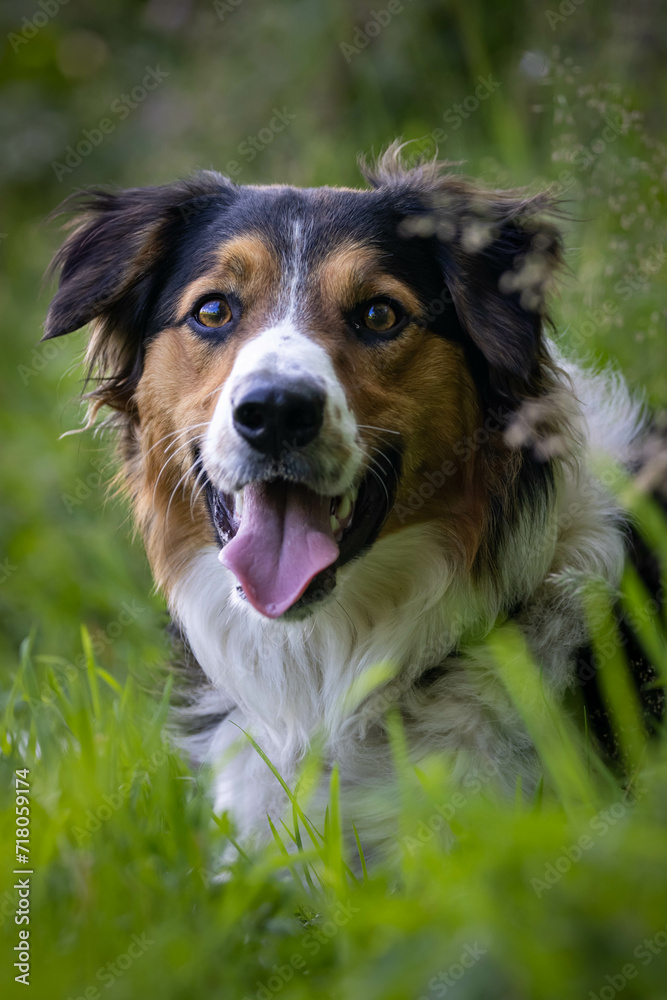 Tri colour border collie dog. Happy dog with his tongue out looking forward. Dog laying down in a grassy field. Brown, black and white dog. Tri colour border collie dog. Happy dog with his tongue out looking forward. Dog laying down in a grassy field. Brown, black and white dog.