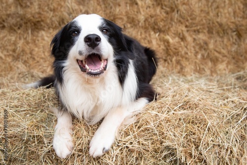Black and white border collie laying on straw on a farm. dog looking forward.